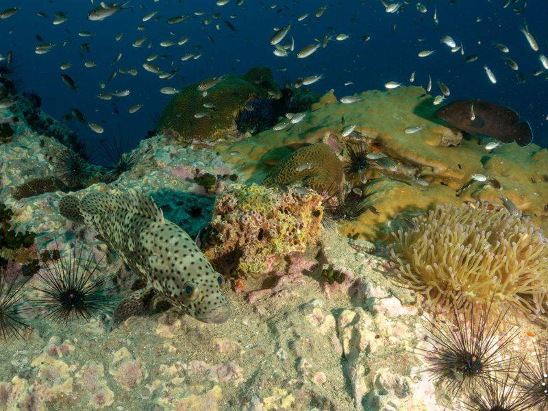 Bg Chumphon Pinnacles Koh Samui