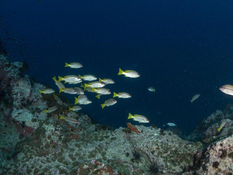 Reviews The Dive Academy Samui