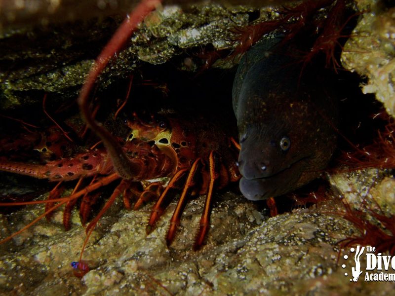 Night Dive Tour Sail Rock