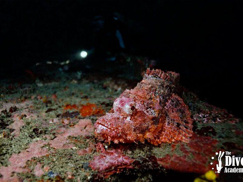 Night Dive Tour Sail Rock