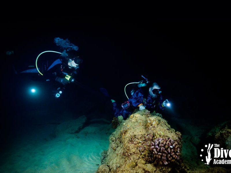 Night Dive Tour Sail Rock