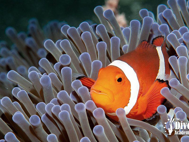 Dive Tour Angthong National Marine Park