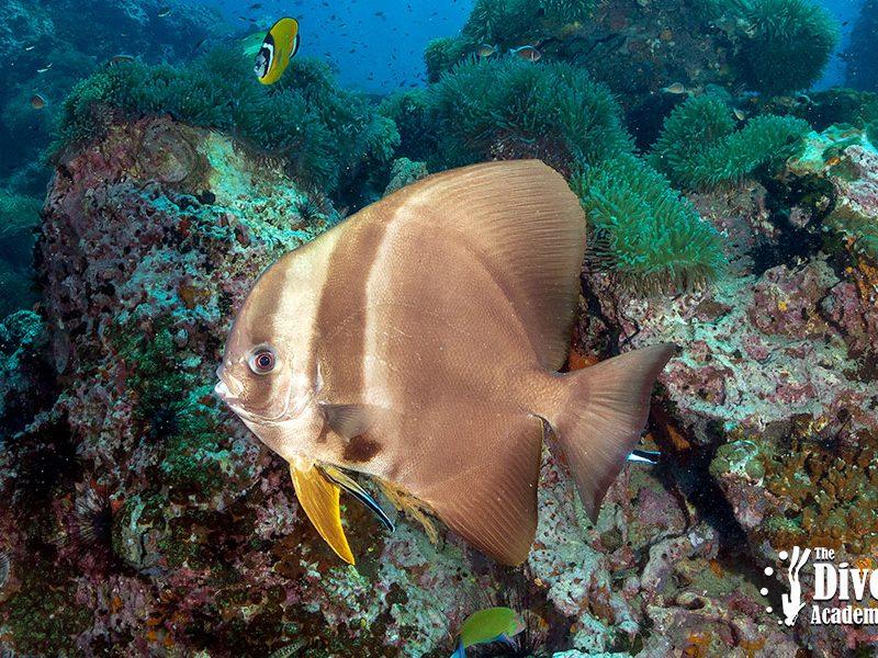 Dive Tour Angthong National Marine Park