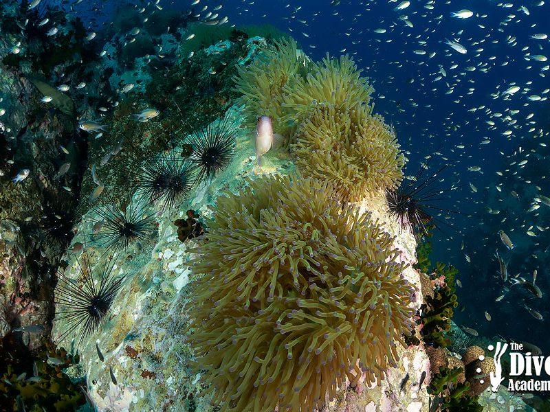 Dive Tour Chumphon Pinnacles The Dive Academy