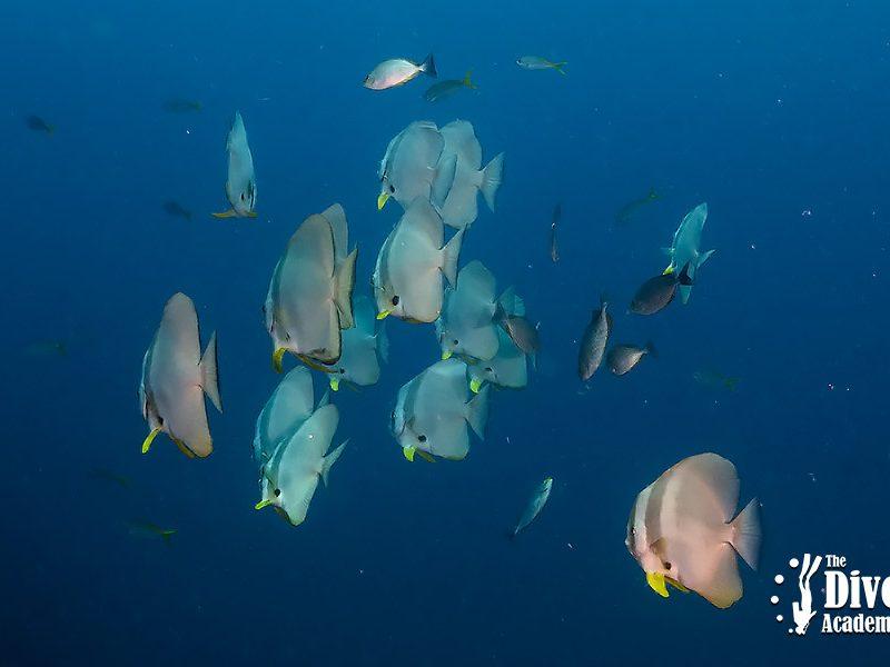 Dive Tour Chumphon Pinnacles The Dive Academy