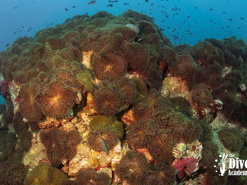 Dive Tour Chumphon Pinnacles The Dive Academy