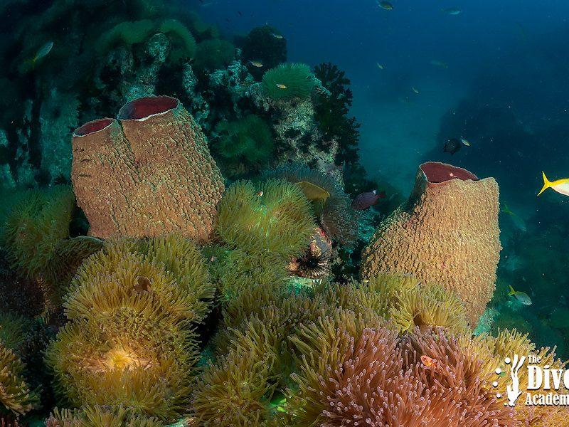 Dive Tour Chumphon Pinnacles The Dive Academy