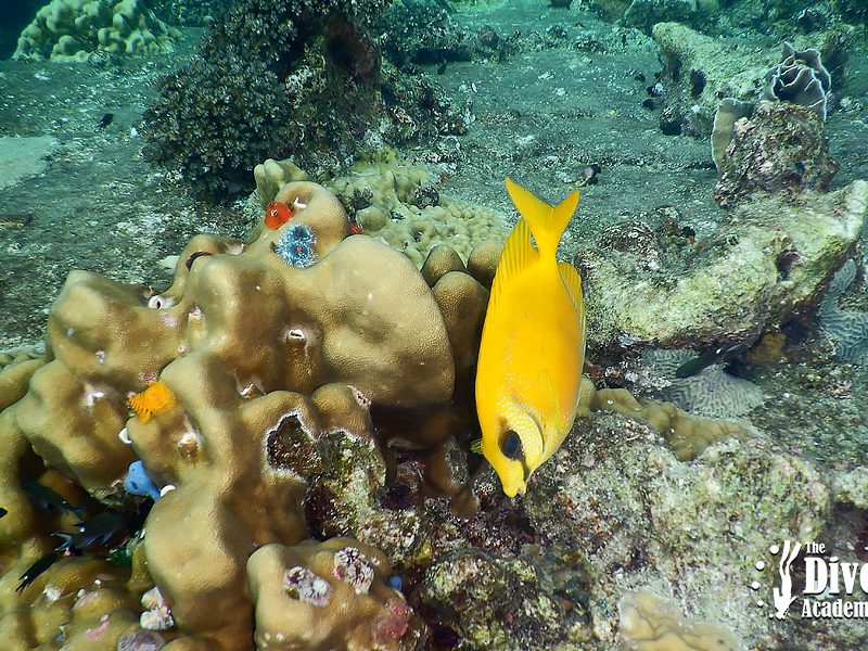 Dive Tour Koh Tao Blowfish