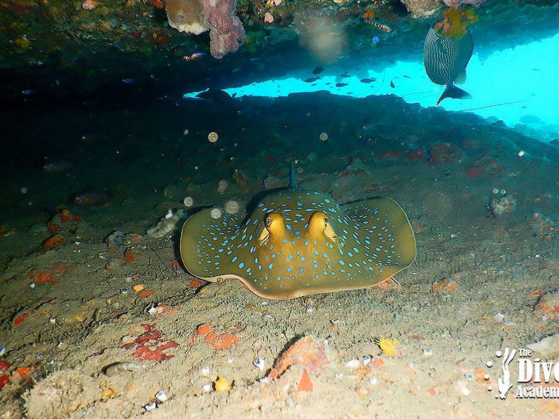 Dive Tour Koh Tao Blue Spot Ray