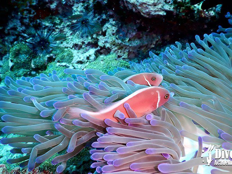 Dive Tour Sail Rock Anemon Jellyfish