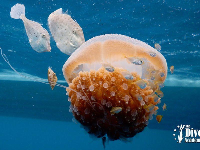 Dive Tour Sail Rock Jellyfish