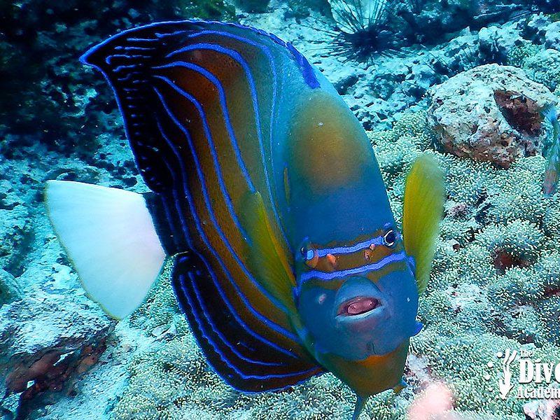 Dive Tour Sail Rock Anemon Tropical fish