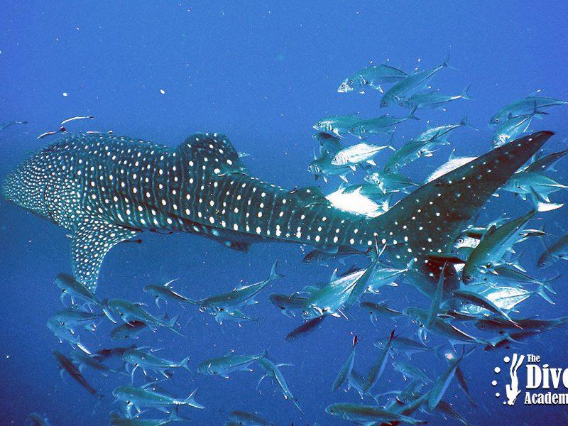 Dive Tour Sail Rock Anemon Tropical Whale Shark