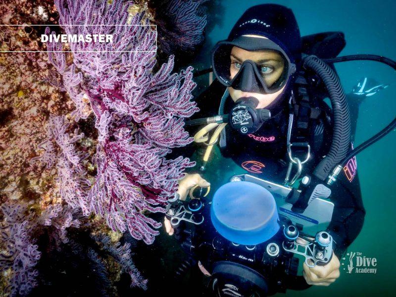 PADI Divemaster Koh Samui