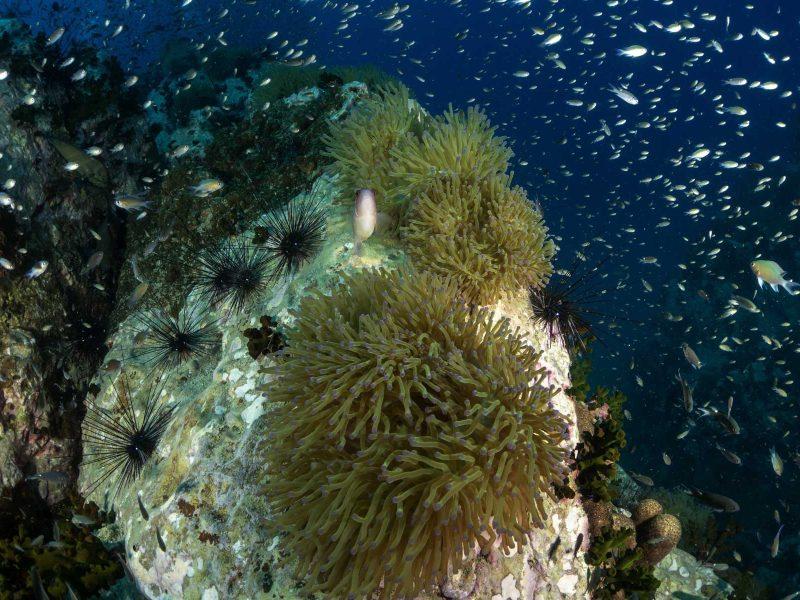 Reviews The Dive Academy Samui