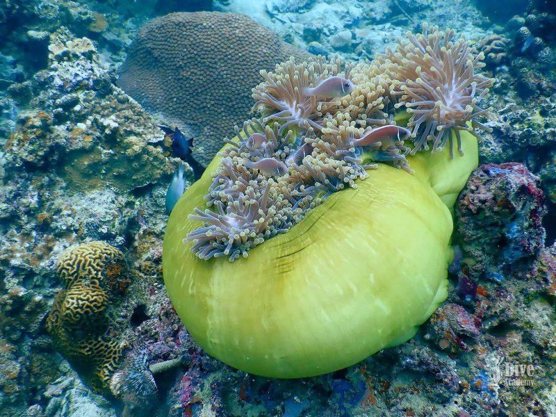 Private Tour Koh Tao