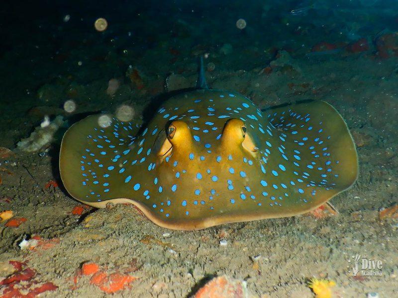 Private Tour Koh Tao