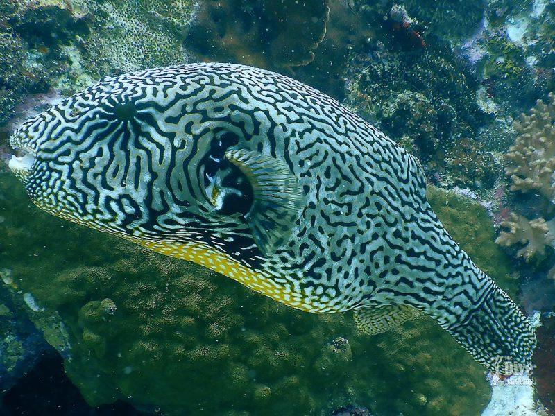 Private Tour Koh Tao