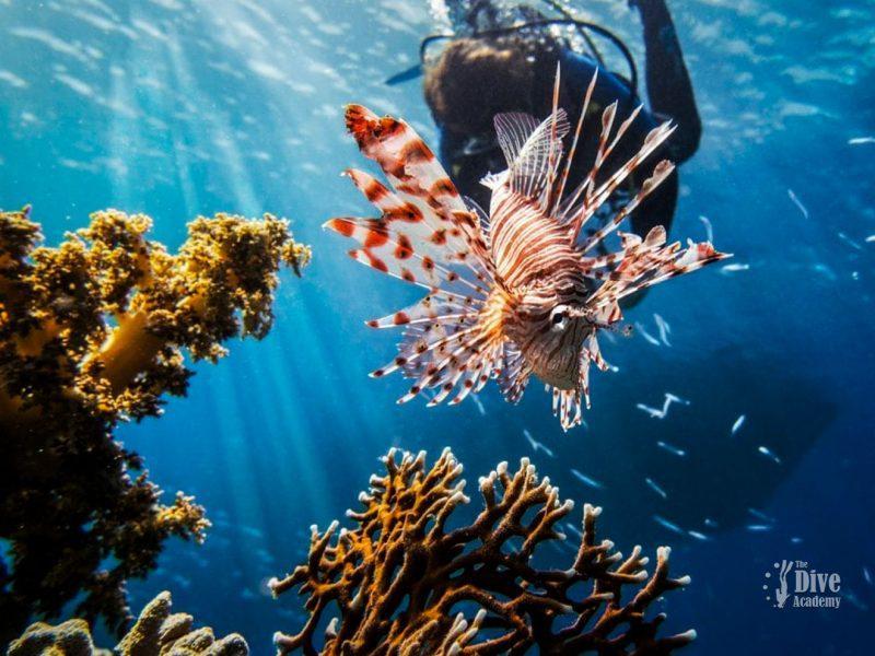 Private Tour Koh Tao