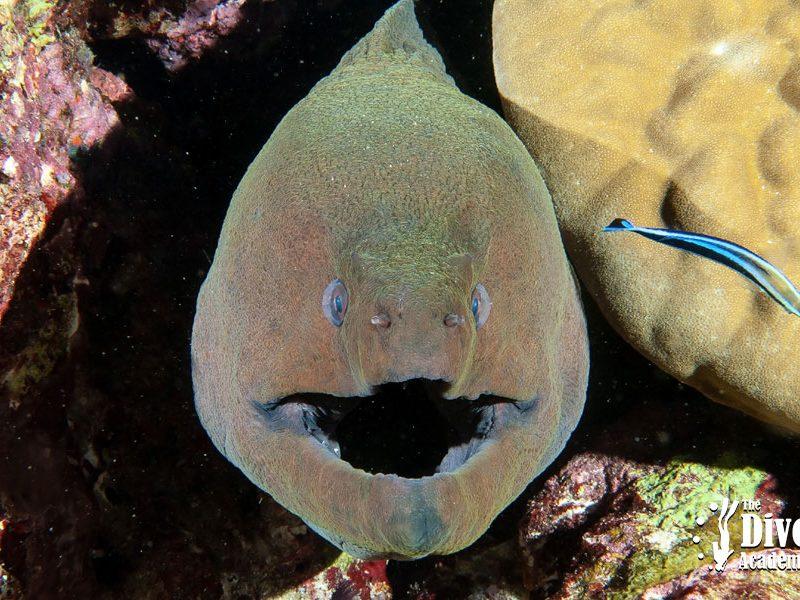 Moray Sail Rock The Dive Academy Samui