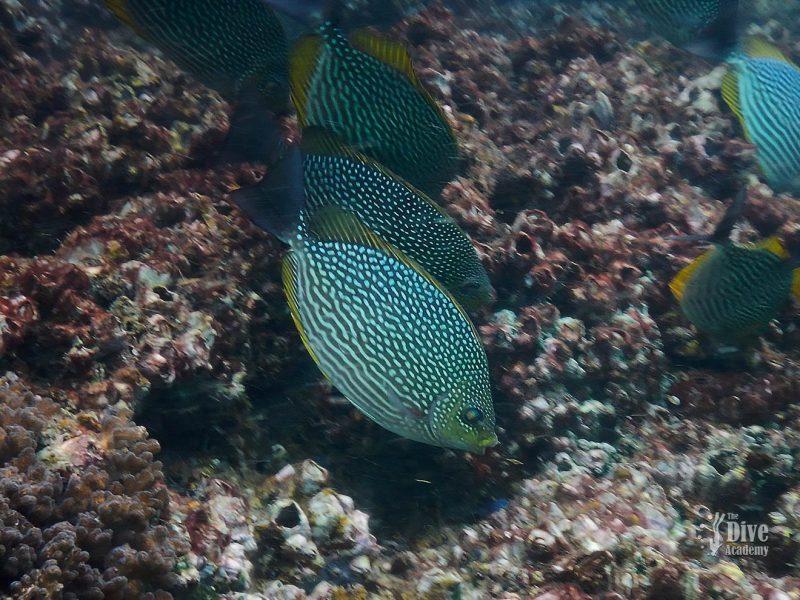 Private Tour Ang Thong National Marine Park
