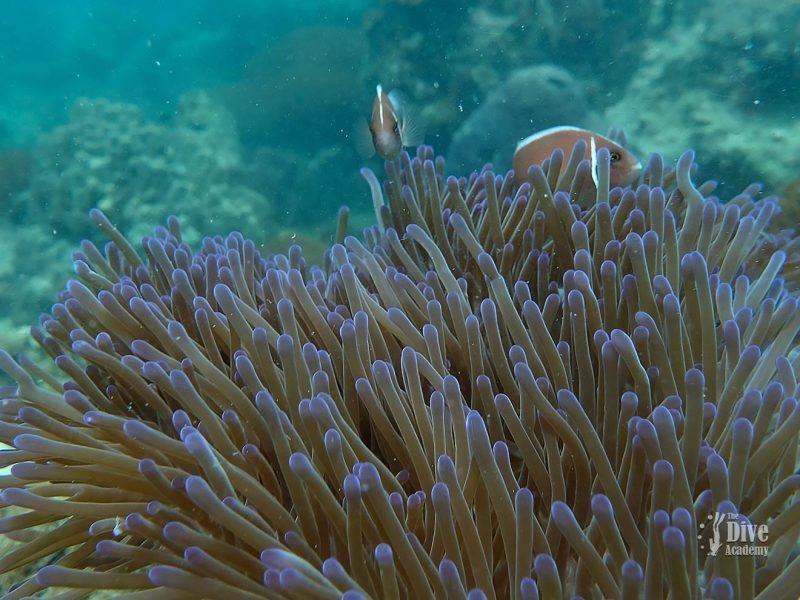 Private Tour Ang Thong National Marine Park