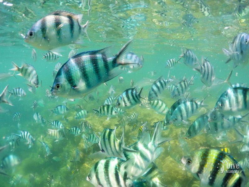 Private Tour Ang Thong National Marine Pak