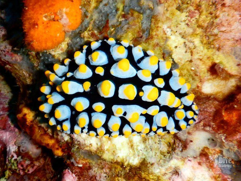 Private Tour To Sail Rock