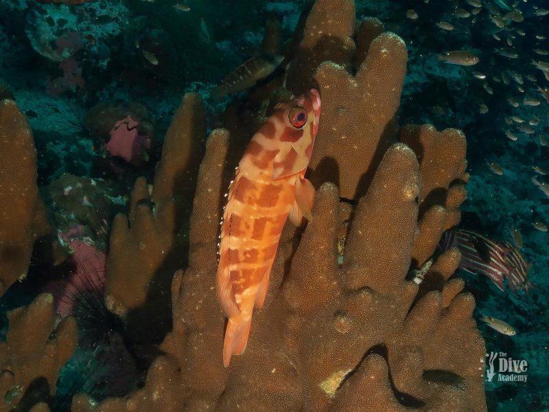 Private Tour To Sail Rock