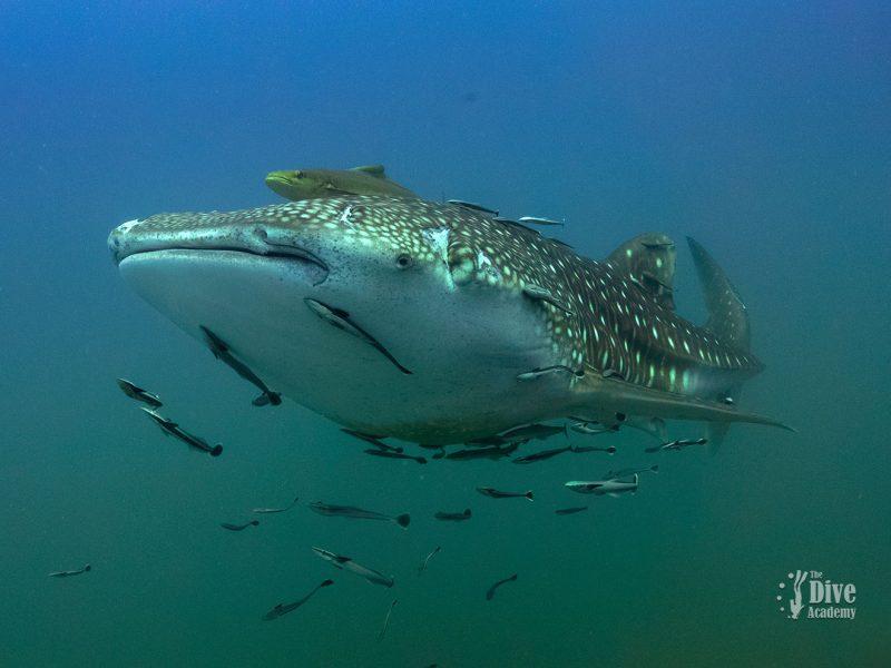 Private Tour To Sail Rock