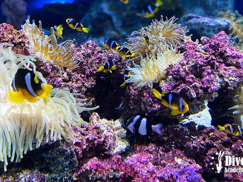 Snorkel Tour Anthong National Marine Park