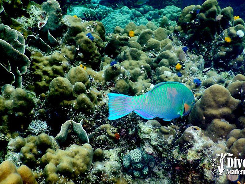 Snorkel Tour to Koh Tao