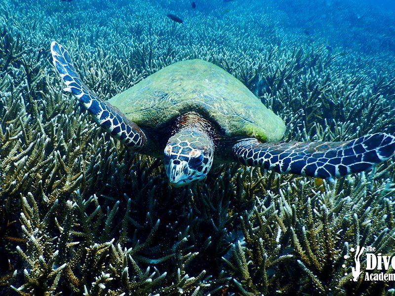 Snorkel Tour to Koh Tao Turtle