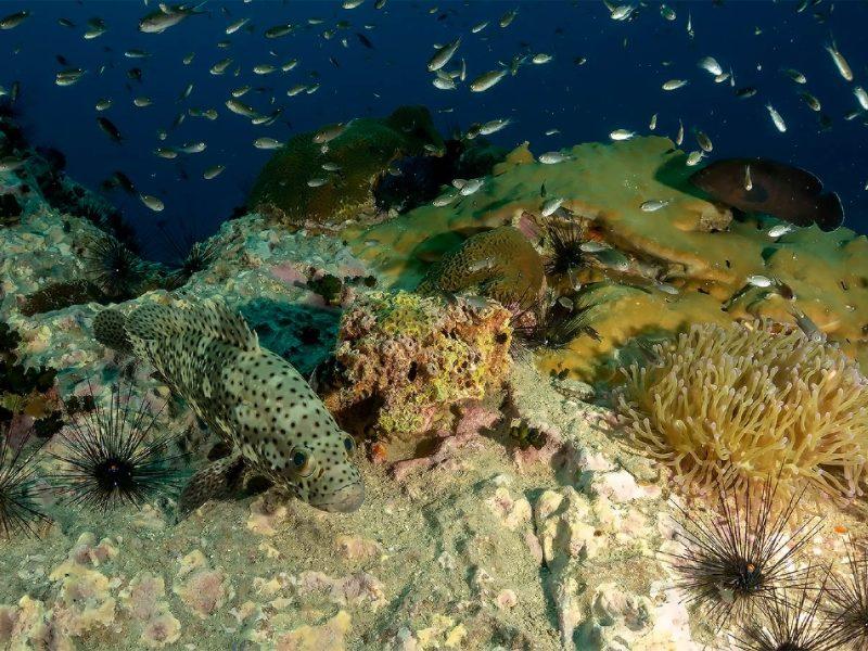 Bg Chumphon Pinnacles Koh Samui